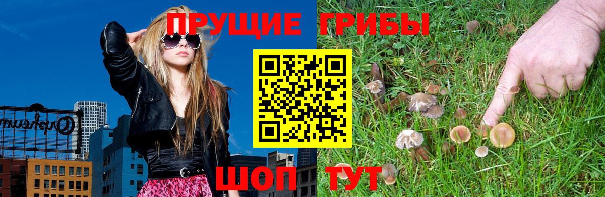 Псилоцибиновые грибы Psilocybe Нижневартовск